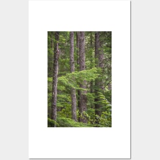 Evergreen Forest - Manning Provincial Park Posters and Art